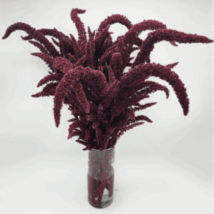 Amaranthus - Upright